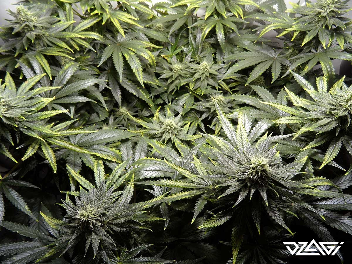 Жевать листья марихуаны марихуана милиция